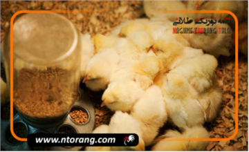 پرداخت ۷۵ درصد حق بیمه طیور توسط دولت